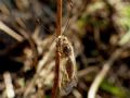 Deleproctophylla australis